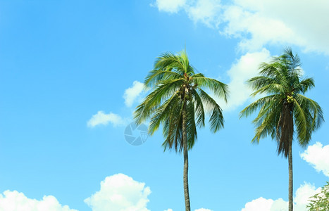 蓝天空的椰子树叶云异国情调图片