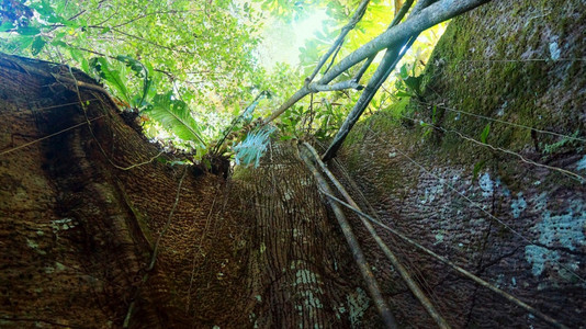 丛林植物厄瓜多尔亚马逊大树底部的图景夏天图片