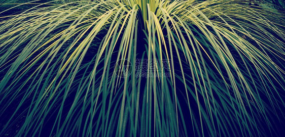 植物绿叶背景澳大利亚草树的横幅格式带有回覆Instagram风格过滤效果日落黄热病图片