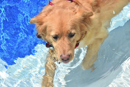 夏天在游泳池里游泳的可爱小狗图片