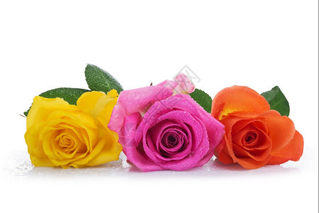 开花粉色的三朵玫瑰黄色橙和粉红白底孤立花瓣图片