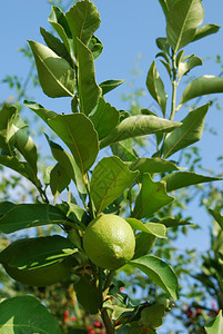 柠檬树枝和绿色的照片植物水果叶子图片