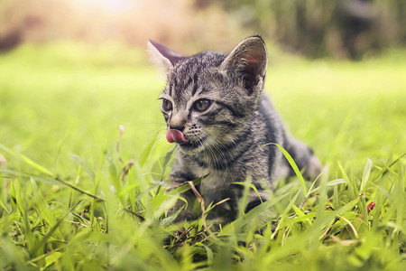 草地上玩耍的猫咪高清图片