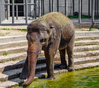 动物非洲大象饮水附近的饮水肖像图片