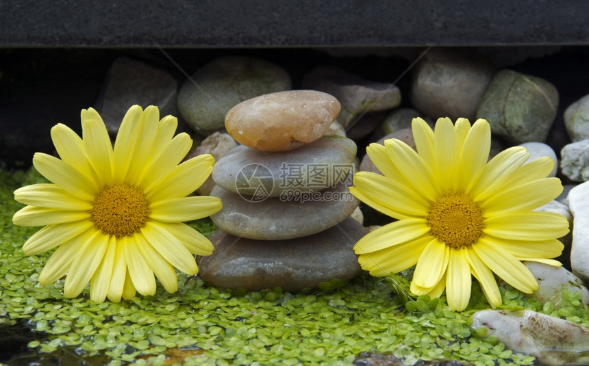 水中的黄花和石头健康禅植物图片