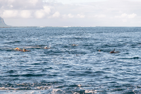 哺乳动物在海洋中游泳的豚和浮动物娱乐荒野图片