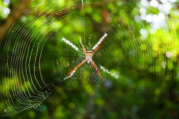 它的蜘蛛恐惧症绞刑大蜘蛛在森林里挂网上图片