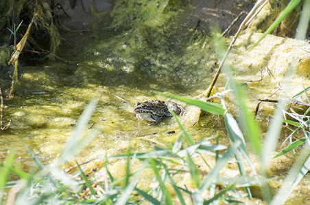 两栖动物丰富多彩的夏天在湿地上休息的绿青蛙图片