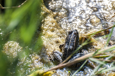 在湿地上休息的绿青蛙美丽夏天有眼光图片