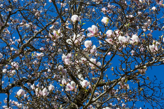 粉色的春天花朵木兰树阳光明媚的一天叶子植物图片
