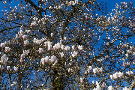 生长花瓣春天的朵木兰树阳光明媚的一天苏兰吉阿那图片