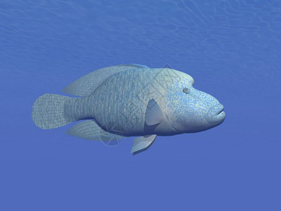 拿破仑加冕美丽的可爱深蓝色水下拿破仑鱼在的一种探空球鱼三维转化成设计图片
