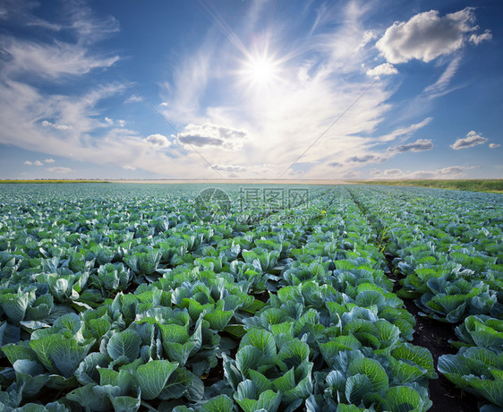 素食主义者目的丰盛收成和开发概念在阳光晴朗的天空下成熟卷心菜一排清凉的白云之下成熟卷心菜花园图片
