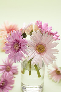 粉红非洲菊装饰花瓶图片