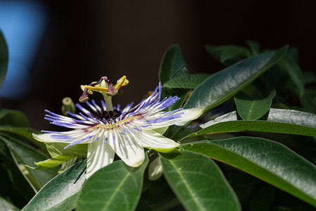 花粉太阳深色背景青花关上黑暗背景的红花关上多汁图片