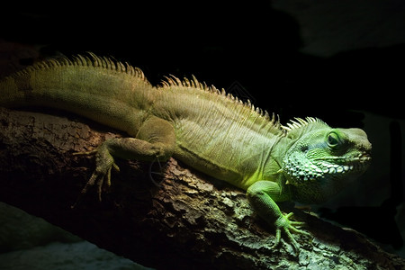 黑暗中的绿色共同伊瓜纳鳞片状的乐官爬虫图片