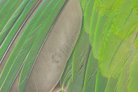 树叶墙纸夏天美丽的巨型鹦鹉羽毛结构图案布局背景图片