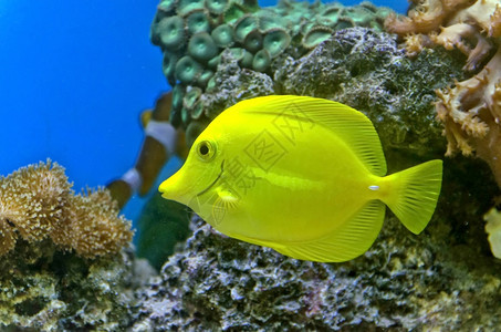金鱼和丰富多彩的珊瑚礁有多种不同类的珊瑚棕色旅行颜图片