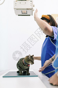 宠物医院治疗猫咪的兽医背景图片