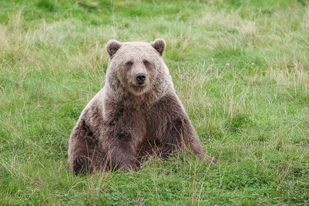 棕熊在大自然中阿拉斯加州野生动物捕食者图片