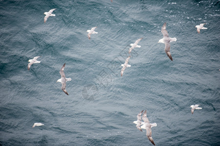 一群北方富玛斯福马鲁格莱阿里的羊群飞越水面富尔马鲁斯野生动物航班图片