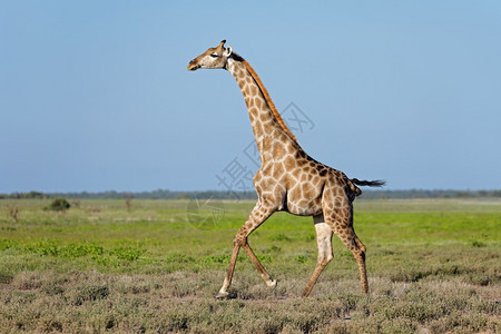 奔跑长颈鹿野生动物长颈鹿背景