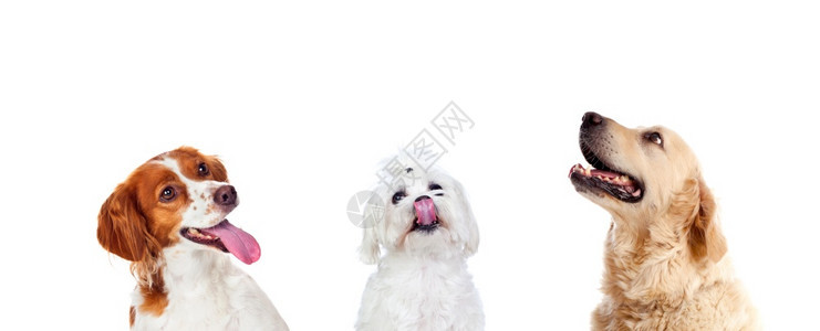 动物可爱的脸三个不同狗在白色背景上寻找孤立的三只不同狗图片