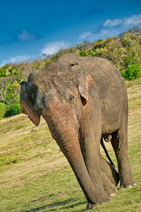 生态斯里兰卡大象Elephasmaximusmaximus威尔帕图公园斯里兰卡亚洲AlbertoCarrera生态旅游维帕图图片
