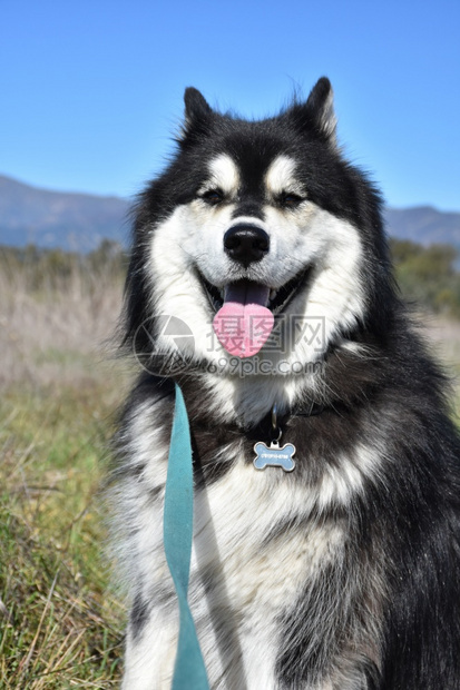 狗品种狼美丽的哈斯基坐在草地上场图片