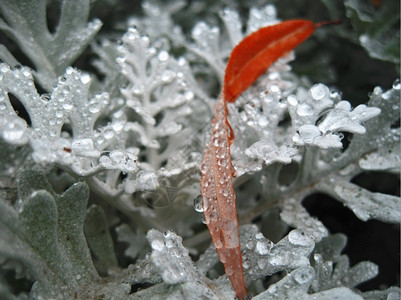 花朵雨后鲜床雪纳拉里种植和坠落黄叶美丽的衬套图片