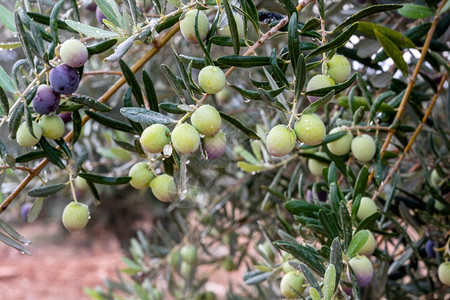 成熟生长水橄榄枝和滴在模糊的背景概念上图片
