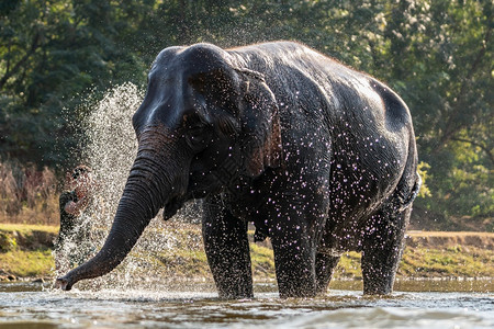 树干旅行大象洗澡时泼水亚洲图片