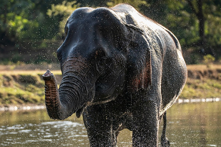 大象洗澡时泼水河树干肖像图片