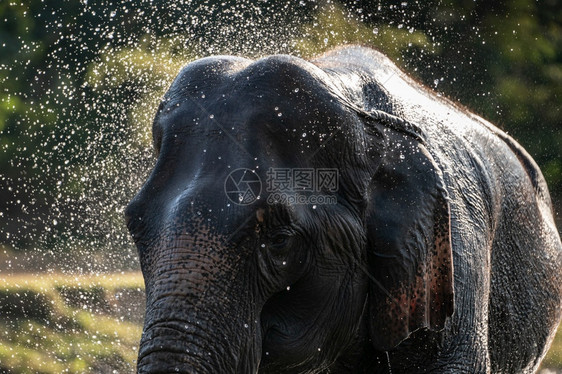 大象洗澡时泼水喷玩荒野图片