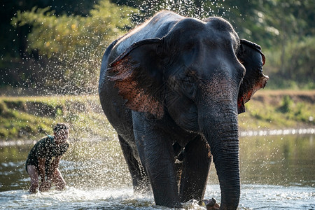 快乐的笑动物大象洗澡时泼水图片