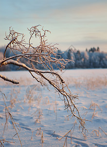 冬季美丽的圣诞风景雪树枝浅地深处的水圣诞节仙境冬天图片