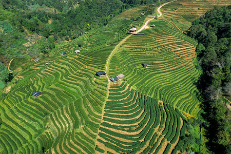 泰国清迈茶叶种植园的空中景象泰国清迈收成农场曲线图片