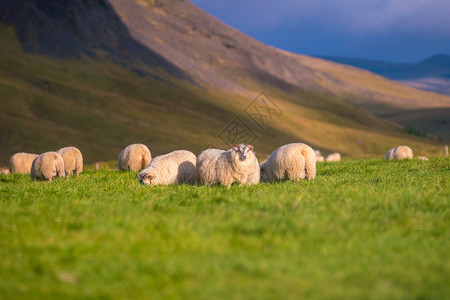 冰山草原的岛绵羊秋天动物北方乡村的图片