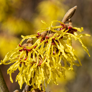 绽放榛生活巫婆海泽尔哈马梅利的中间媒介春天的颜色背景图片