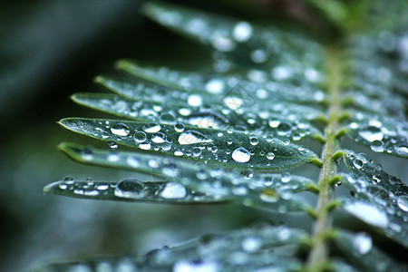 草泰国生活叶子上的水滴图片