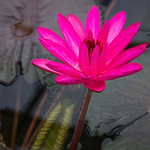 池塘中粉莲花图片