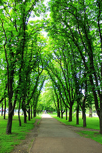 拥有道路和绿树的美丽城市公园克罗尼栗树大街图片