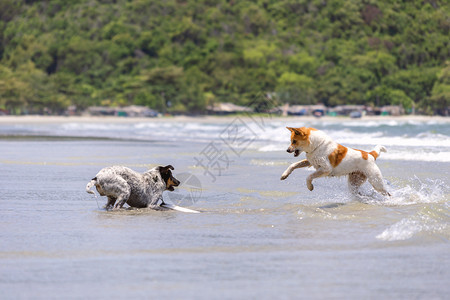 两只狗在沙滩上玩海浪棕色的犬类图片