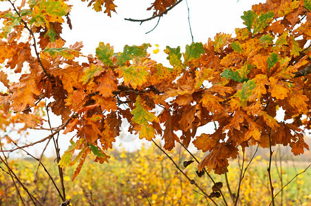 阳光太花园秋叶背景黄秋天落下的黄叶秋的背景天落下的黄叶图片