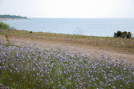 亚麻籽在西德群岛奥兰海岸边的浅蓝色松绿野花农村朵图片
