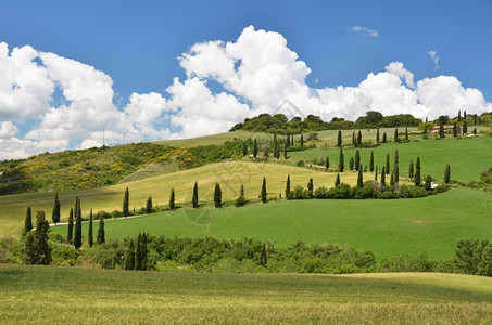 沿着意大利托斯卡纳农村公路沿途的树苗意大利语柴金图片