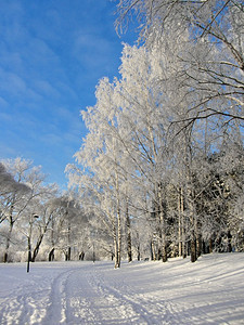 景观霜天雪地公园中冻结的树木冬季背景雪地公园冷冻的树底图片