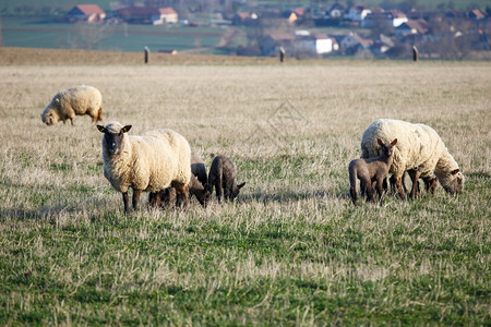 羔羊牧人轻擦草上撒羊在春天图片