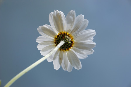 蓝天下的白色雏菊图片