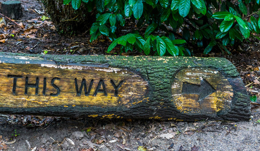标语牌在树干森林或园路标上刻在树干森林或花园路标木头指针图片